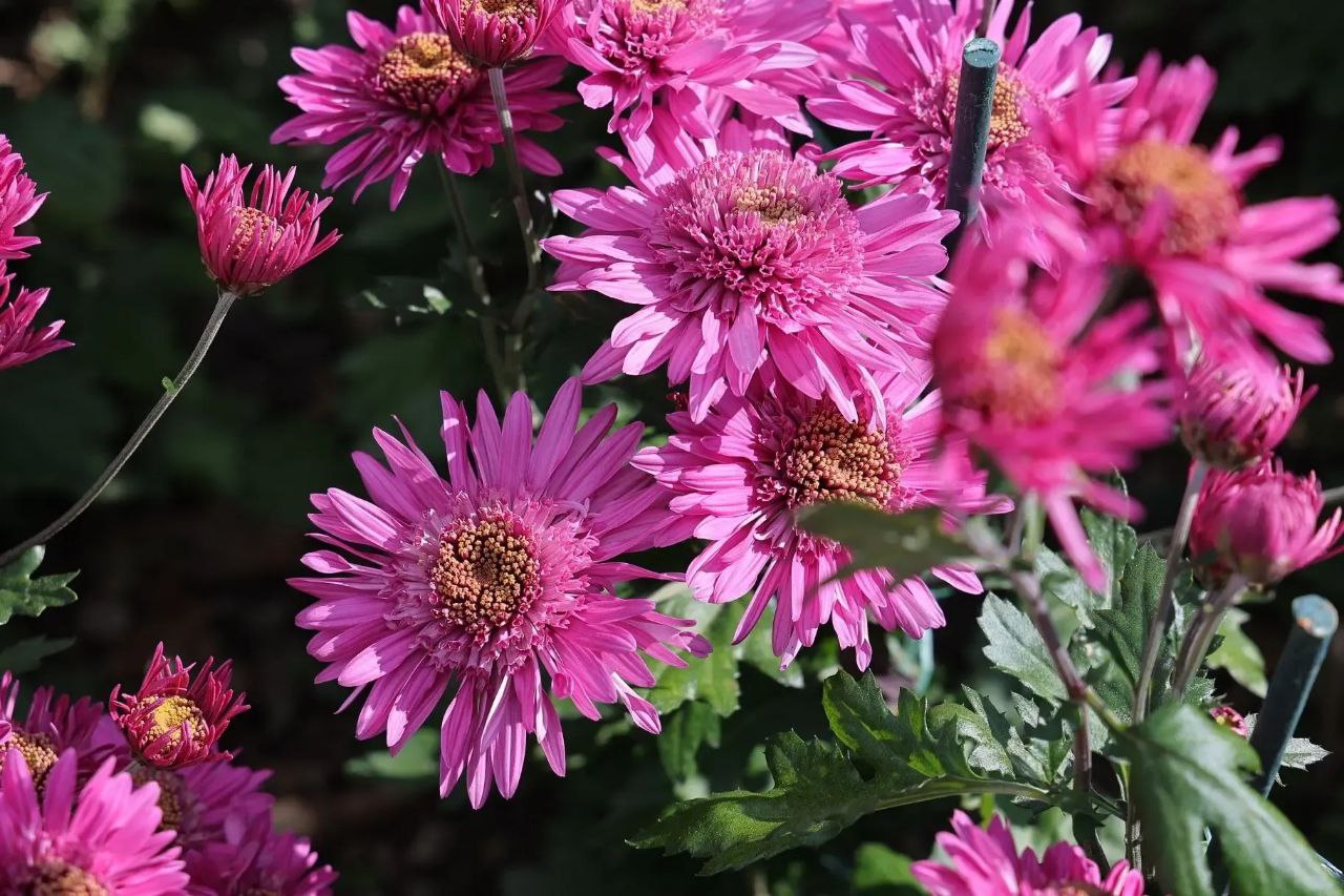 Пенсионеры и ветераны труда смогут посетить бал хризантем в Никитском ботсаду бесплатно