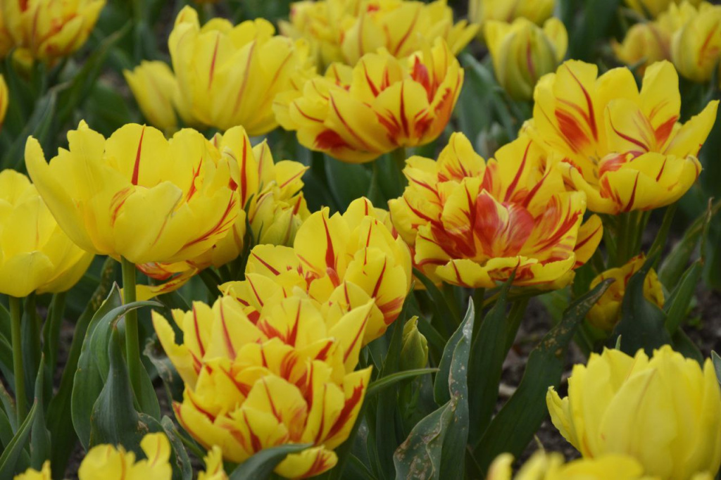 Романтика Крымской весны: парад тюльпанов стартует в Никитском ботаническом саду